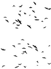 Black Silhouettes Of Flying Birds
