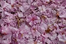 Abgefallene Rosa Blüten Der Japanischen Blütenkirsche Am Boden