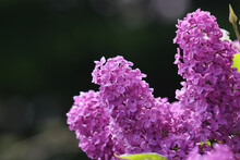 Blooming Lilacs In The Garden