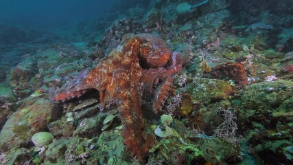 Wall Mural - giant pacific octopus enteroctopus dofleini with the yellow irish lord (hemilepidotus hemilepidotus)