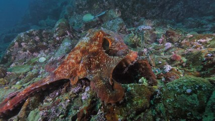 Wall Mural - giant pacific octopus enteroctopus dofleini with the yellow irish lord (hemilepidotus hemilepidotus)