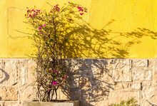 Shadow Of A Bougainvillea Bush Cast On A Yellow Wall