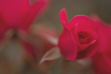 A Macro Photo Of A Red Rosebud