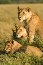 Family Of Lions Sitting Resting In Tall Grass (panthera Leo), Masai Mara National Game Park Reserve, Kenya, East Africa