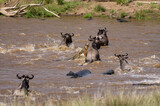 Fototapeta Sawanna - Nile crocodile (Crocodylus niloticus) attacks a herd of blue wildebeest (Connochaetes taurinus mearnsi) crossing river during migration, Masai Mara, Kenya