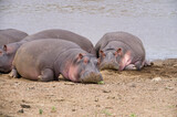 Fototapeta Sawanna - Hippo pod by river water (Hippopotamus amphibius), Maasai Mara, Kenya