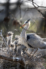 Wall Mural - Grey heron on the nest. Heron feed the chicks. Bird watching in Europe. 