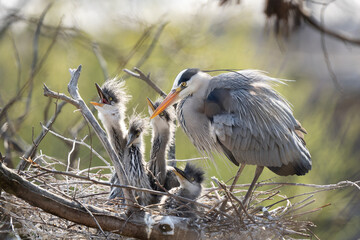 Wall Mural - Grey heron on the nest. Heron feed the chicks. Bird watching in Europe. 