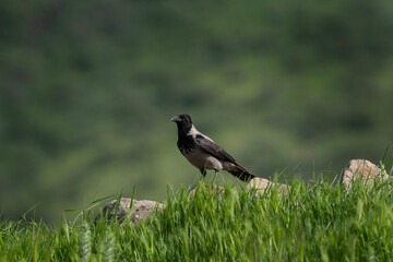 Wall Mural - Hooded crow searching for food. Crow moving in the Bulgarian mountains.  Wildlife in Rhodope mountains.