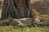 Fototapeta Sawanna - Cheetahs (Acinonyx jubatus) resting in shade of tree, Masai Mara National Game Park Reserve, Kenya, East Africa