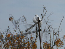 Two White Doves Stand On A TV Antenna Among The Branches Of Trees