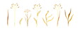 A set of hand-drawn watercolor field grasses and flowers. Isolated on a white background. A set of elements for patterns and frames. Yellowish golden summer meadow plants.