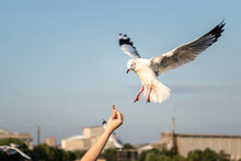Action Of Feeding A Food To Seagull Bird, Stop-motion Photo With Beautiful Wings Action. Animal Portrait And Recreation Activity. Selective Focus.