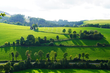 Wall Mural - Green meadow with scattered trees and their shadows
