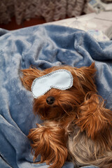  Little york terrier sleeping in a mask on a plush blanket