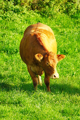 Wall Mural - Cattle with brown fur on a green meadow. Meat breed.
