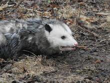 Close-up Of An Opossum On Ground