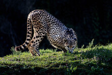 Cheetah  In A Field