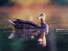 Close-up Of Duck Swimming In Lake