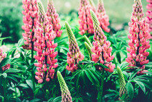 Summer Background With Blooming Bright Pink Lupine Flowers. Beautiful Nature Scene. Moody Bold Color