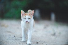 Portrait Of Cat Standing Outdoors