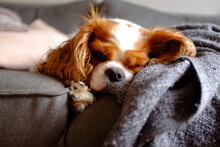 Close-up Of King Charles Cavalier Sleeping On Blanket At Home