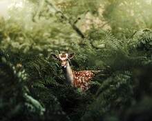 Portrait Of A Young Fallow Deer In A Forest