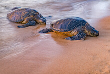 Sea Turtles Crawling On Shore From The Water