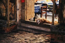 Portrait Of Dog Relaxing On Entrance