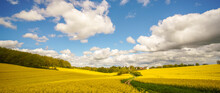 Yellow Blooming Rapeseed Field. Canola Is An Agricultural Plant For The Production Of Oil And Fuel. Summer Landscape