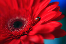 Close-up Of Insect On Red Flower