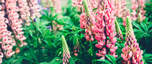 Summer Background With Blooming Bright Pink Lupine Flowers. Beautiful Nature Scene. Moody Bold Color