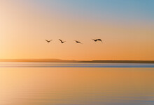 Geese Flying Over Lake Against Sky During Sunset