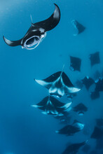 Wide Angle View Of A School Of Manta Rays, Baa Atoll