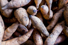 Fresh Sweet Potato Sold At Local Market Stall