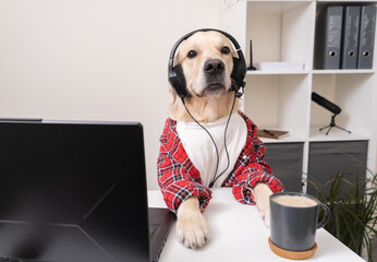 a cute funny dog in a shirt and glasses is working at a laptop. at the table sits a golden retriever