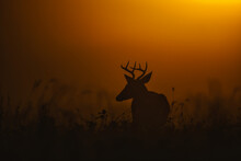 Silhouette Of Deer On Field Against Sky During Sunset