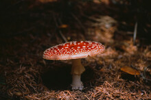 Amanitia Muscaria , Poisonous Mushroom