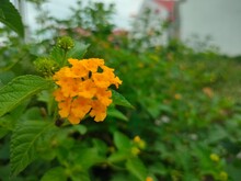 This Is A Yellow Lantana Flowers 