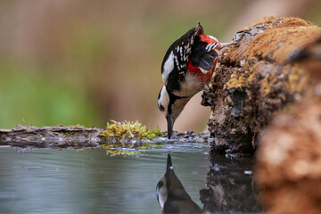 Wall Mural - Great spotted woodpecker ,,Dendrocopos major,, in amazing wild danubian forest, Slovakia, Europe