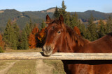 Fototapeta Konie - Beautiful horse near wooden paddock fence in mountains on sunny day