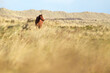 Pferd in Dünenlandschaft