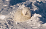 Fototapeta Zwierzęta - Arctic fox in Canadian Arctic