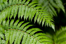 Bent Fronds Of A Tropic Giant Fern Plant In A Garden On Madeira Island Portgugal. Green Fronds With Many Small Leaves Forming A Dynamic Ornamental Natural Background Pattern Structure.