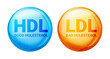 Good HDL and bad LDL cholesterol icon blood vessel density. Vector high cholesterol level