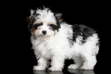 Wall Mural - cute biewer yorkshire terrier puppy posing on black background