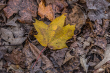 Yellow Leaf Laying On Brown Leaves