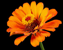 Orange Flower Of Zinnia, Isolated On Black Background