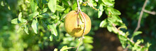 Green Pomegranate Growing On Tree In Tropical Country Closeup