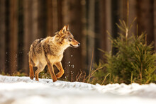 Eurasian Wolf (Canis Lupus Lupus) Running On The Old Path Through The Snow Around The Forest